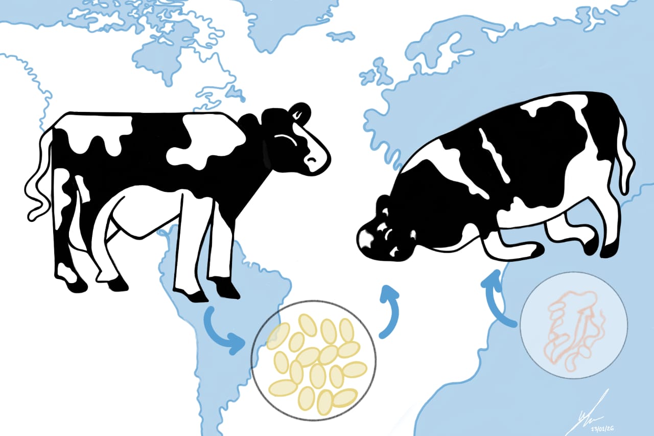 Enfermedad de las vacas locas